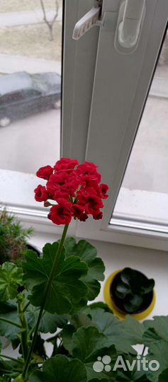 Красная герань