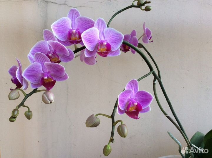 Орхидея фаленопсис