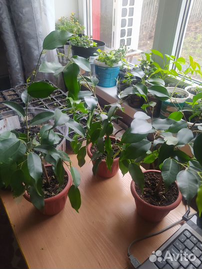 Фикус бенджамина