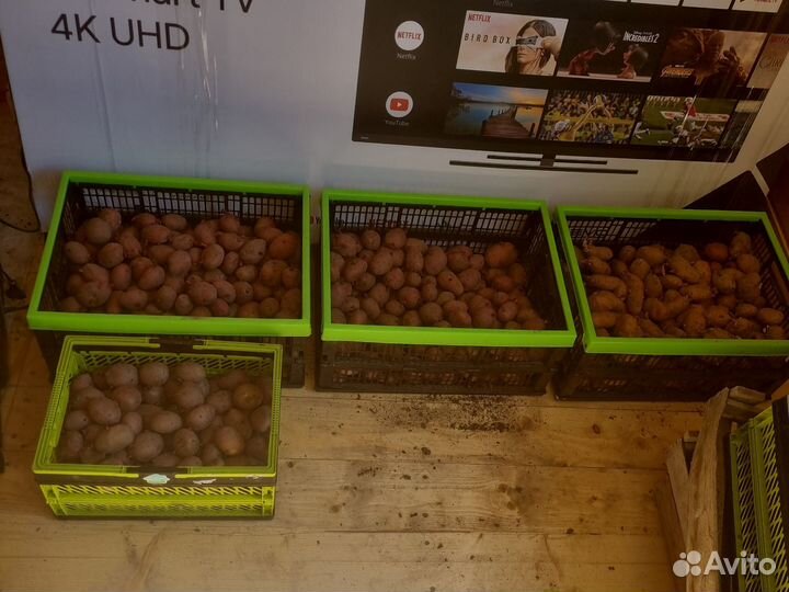 Картофель на посадку