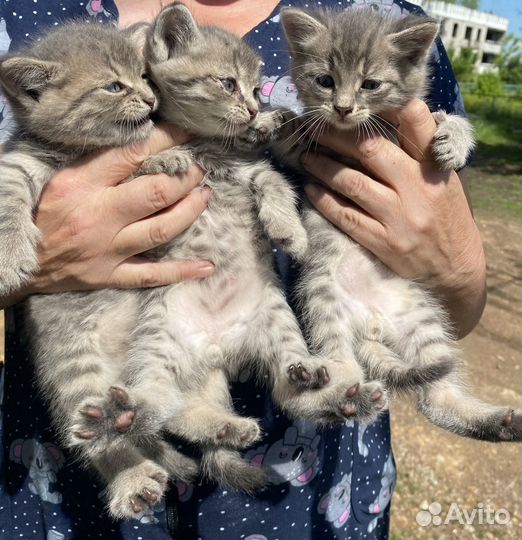Отдам бесплатно котят