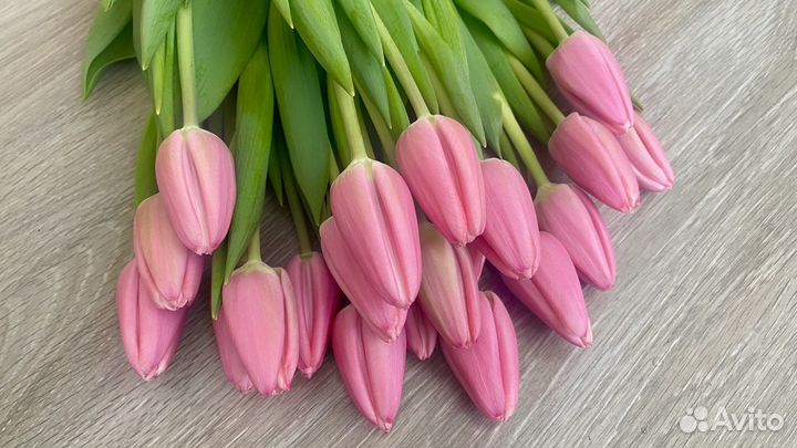 Луковицы тюльпанов