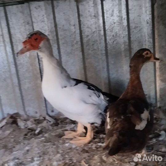 Мускусные утки селезень