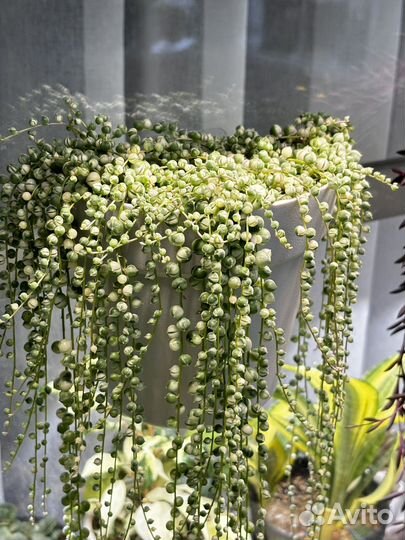 Крестовник Роули вариегатный