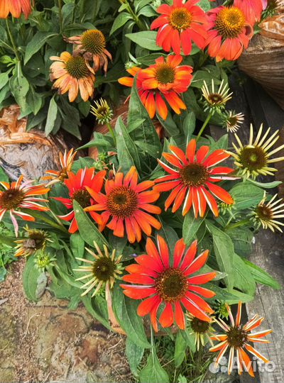 Эхинацея и другие многолетники