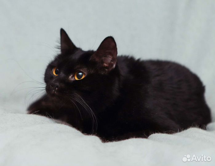 Кошка в дар