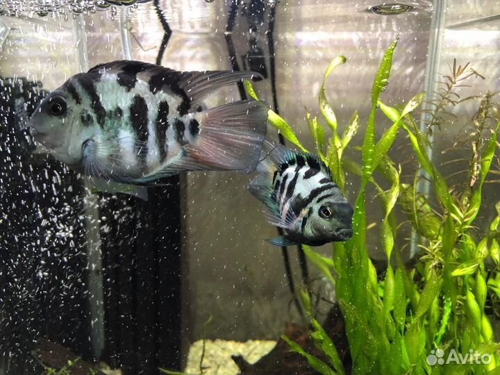 Малёк сапфирового попугая, сапфировый попугай