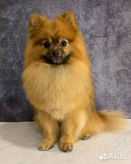 Стрижка собак. Груминг