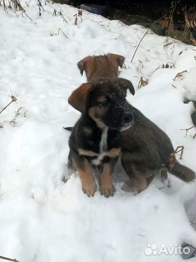 Помеченный крестом умный овчаристого типа щенок