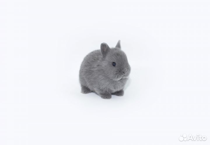 Кролики карликовые. Питомник. Доставка по РФ