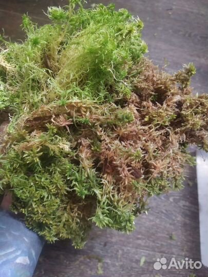 Мох сфагнум
