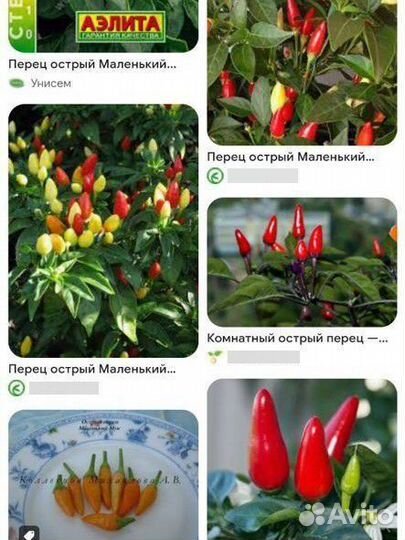 Перец мини комнатный острый