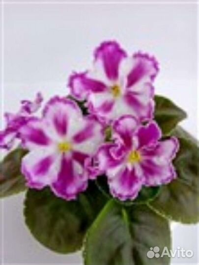 Фиалка сортовая