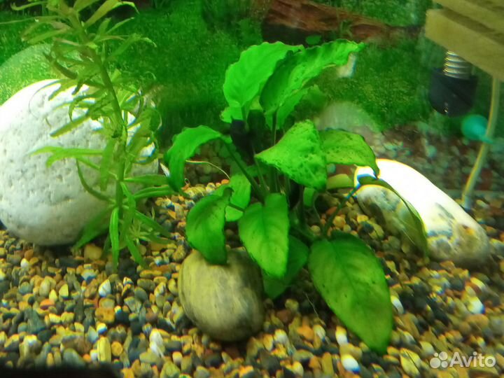 Растения для аквариума