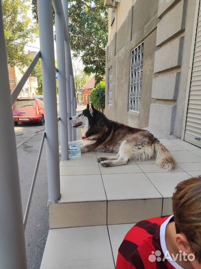 Найден хаски мальчик