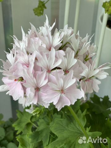 Герань Vectis Finery и тюлп. Red Pandora