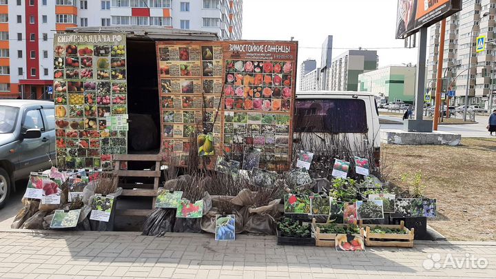 Сибирские зимостойкие саженцы