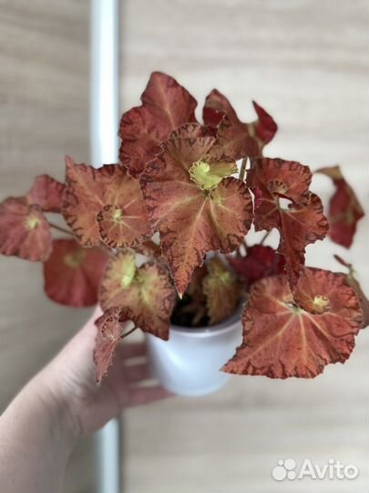 Бегония Марта стюарт