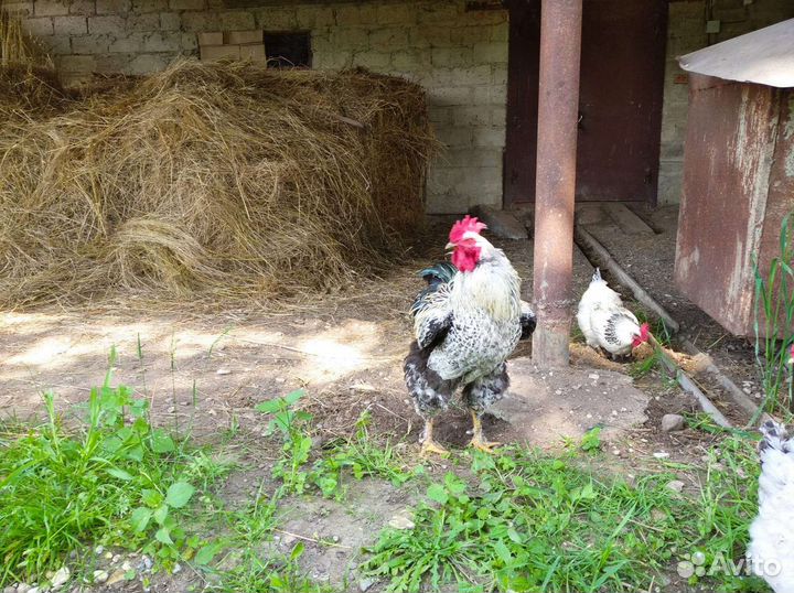 Домашние петухи