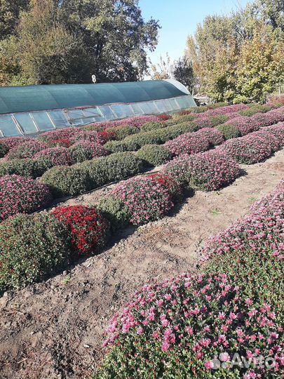 Хризантемы мультифлора