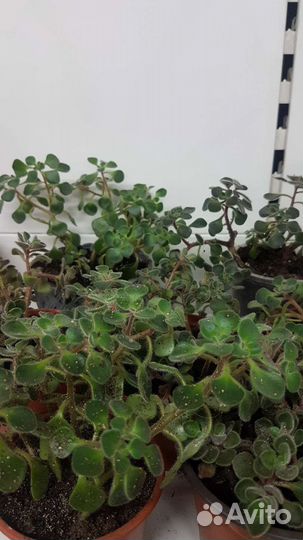 Живые цветы в горшках