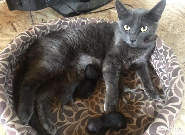 Котята русской голубой