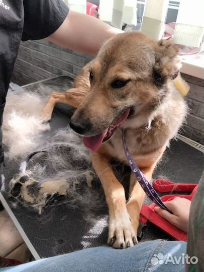 Услуги начинающего грумера