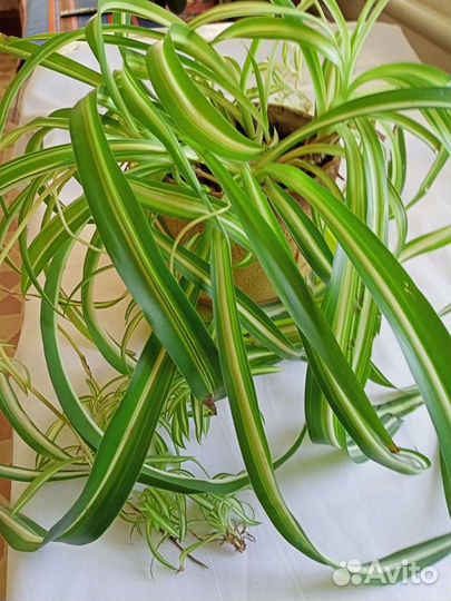 Хлорофитум кудрявый,Пеперомия туполистная