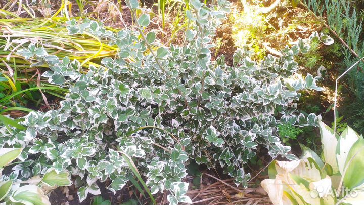 Бересклет форчуна