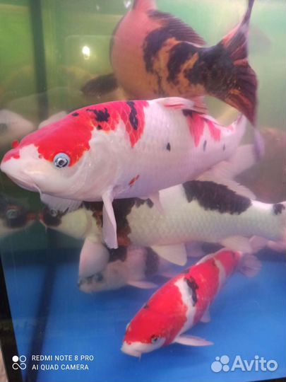 Карпы кои крупные