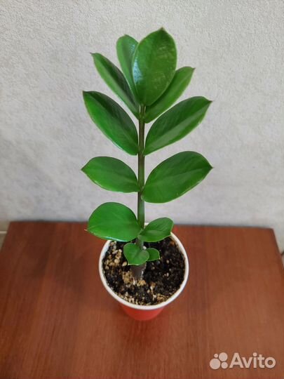 Замиокулькас