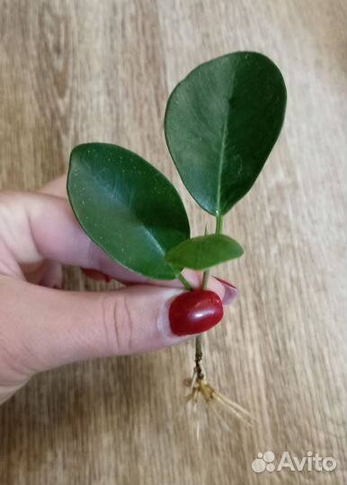 Фикус Микрокарпа Мокламе