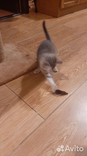 Кошки в добрые руки бесплатно