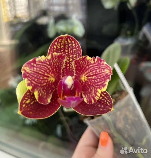 Орхидея Phal. I-Hsin Claire ES’551’ цветет