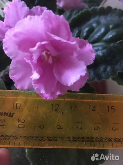 Фиалка в горшке