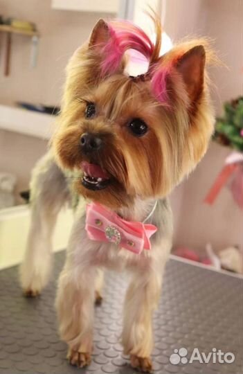 Йоркширский терьер мини