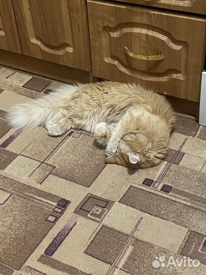 Отдам кота