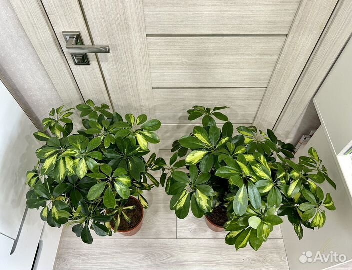 Шефлера древовидная