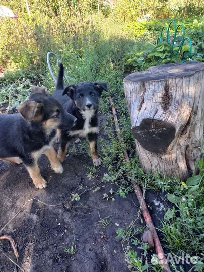 Собаки бесплатно в добрые руки щенки