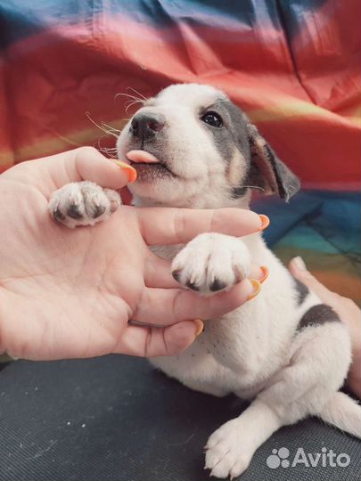 Чудные щеночки