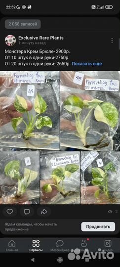 Клоны Монстера Крем Брюле и др