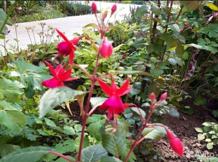 Много комнатных растений