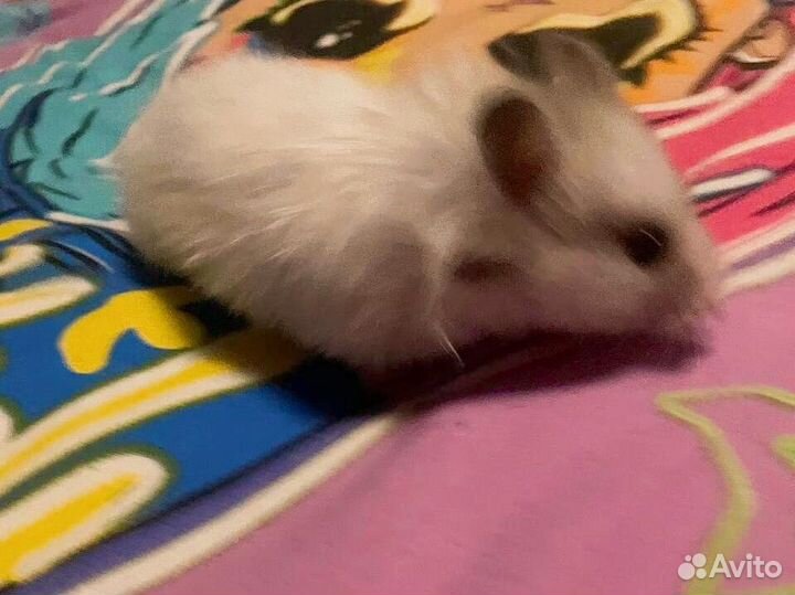 Сирийский хомяк