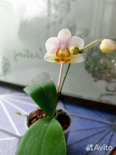Орхидея фаленопсис SF-12