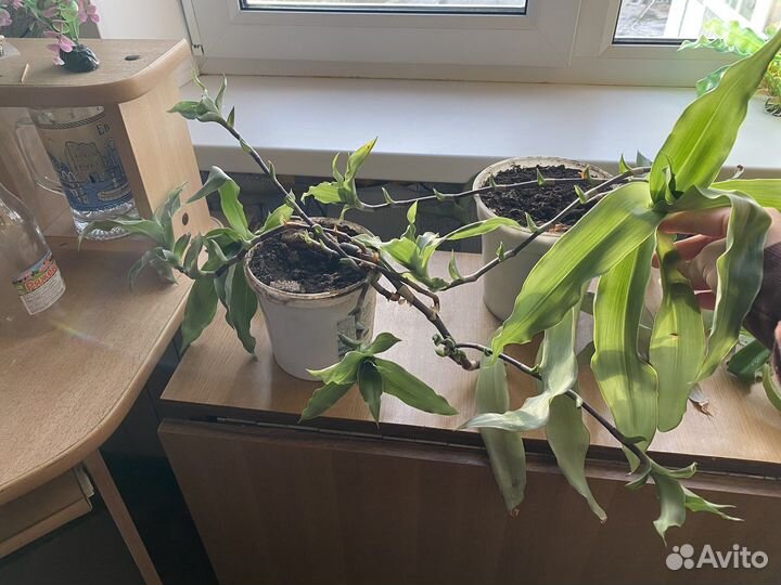 Растение золотой ус