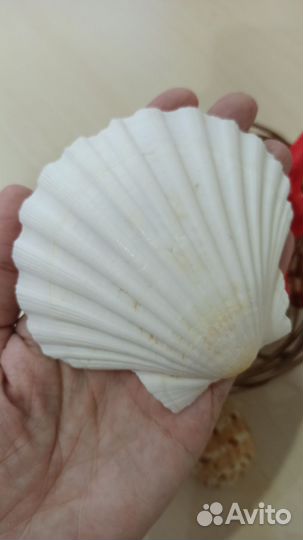 Набор ракушек