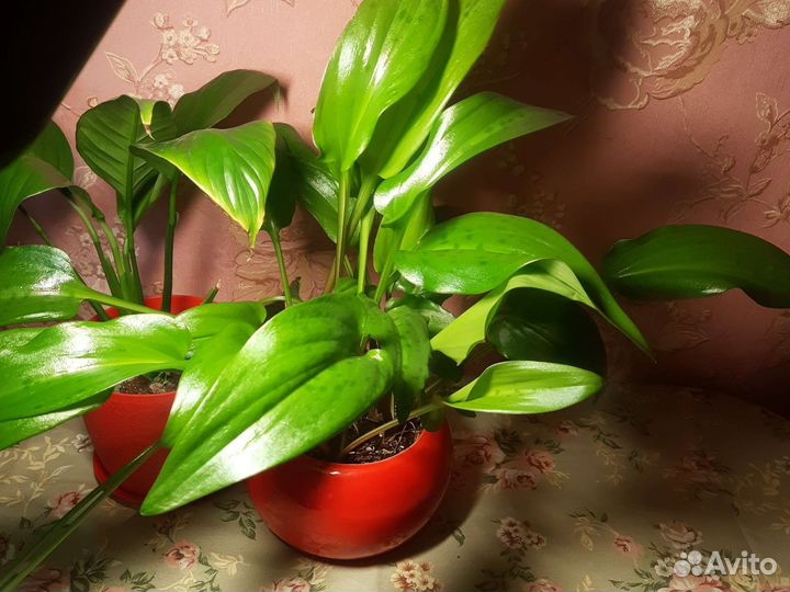 Комнатные цветы