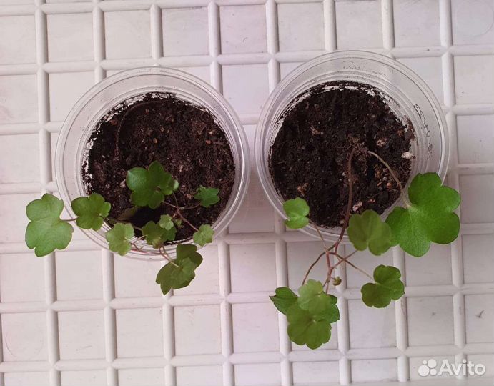 Растения: Аихризон, Цимбалярия