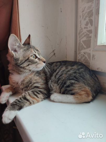 Кошка в дар бесплатно