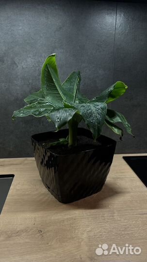 Банан (комнатный)